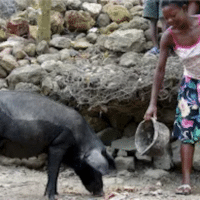  | Pigs and Canadian imperialism | MR Online
